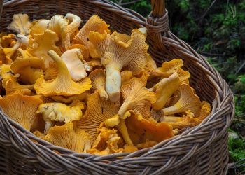 fungus, mushroom, sponge, basket, chanterelle mushrooms, mushroom picking, yellow mushrooms, edible, edible mushrooms, mushroom, mushroom, mushroom, mushroom, mushroom