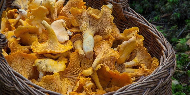 fungus, mushroom, sponge, basket, chanterelle mushrooms, mushroom picking, yellow mushrooms, edible, edible mushrooms, mushroom, mushroom, mushroom, mushroom, mushroom