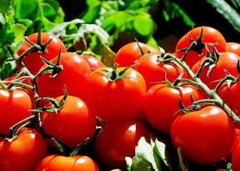 tomatoes, fruit, food, harvest, produce, organic, natural, red tomatoes, fresh, market, tomatoes, tomatoes, tomatoes, tomatoes, tomatoes