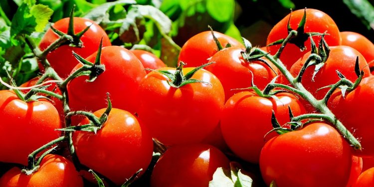tomatoes, fruit, food, harvest, produce, organic, natural, red tomatoes, fresh, market, tomatoes, tomatoes, tomatoes, tomatoes, tomatoes