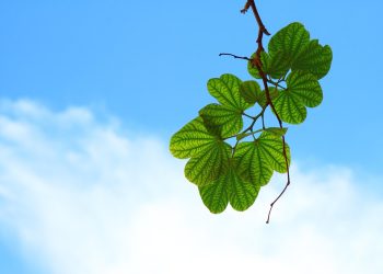 leaves, branch, tree, greenery, foliage, plant, flora, nature, closeup, leaves, leaves, leaves, leaves, leaves, branch, tree, greenery, greenery, plant, plant, plant, plant