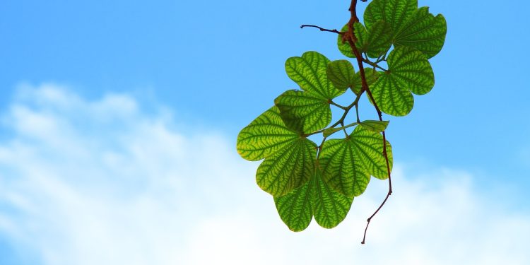 leaves, branch, tree, greenery, foliage, plant, flora, nature, closeup, leaves, leaves, leaves, leaves, leaves, branch, tree, greenery, greenery, plant, plant, plant, plant