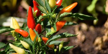 chili pepper, fruit, plant, pepper, spices, leaves, organic, garden, nature, chili pepper, chili pepper, pepper, pepper, pepper, pepper, pepper