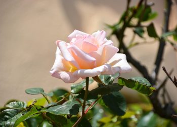 flower, pink, white rose, rosacea, garden, rosebush, flower background, pale pink, flower wallpaper, nature, white, beautiful flowers, white roses
