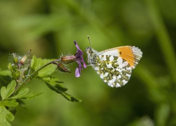 orange-tip, butterfly, flower, flower wallpaper, pollinate, pollination, winged insect, beautiful flowers, insect, nature, lepidoptera, wings, flower background, antennae, entomology, orange-tip, orange-tip, orange-tip, orange-tip, orange-tip