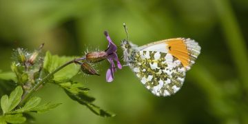 orange-tip, butterfly, flower, flower wallpaper, pollinate, pollination, winged insect, beautiful flowers, insect, nature, lepidoptera, wings, flower background, antennae, entomology, orange-tip, orange-tip, orange-tip, orange-tip, orange-tip