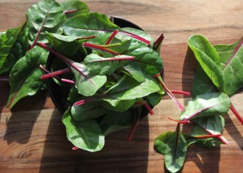 salad, green stuff, chard, dish, food, healthy, nourishment, fresh, green, red, cooking, salad, salad, salad, salad, salad, chard, food, food, cooking