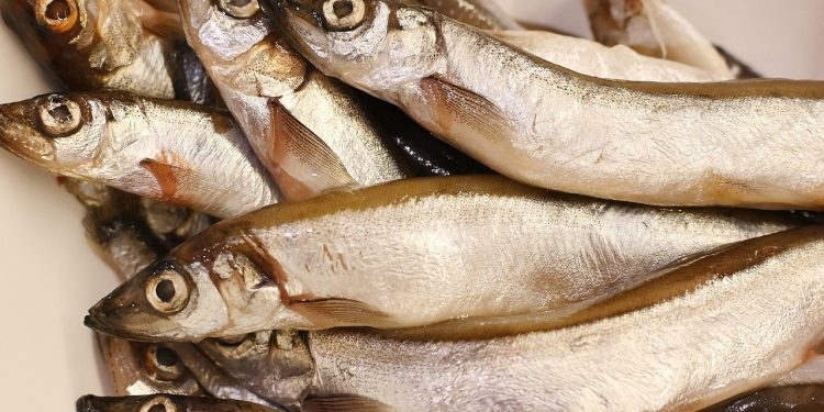 fish, capelin, food, cooking, fresh, fish, fish, fish, fish, nature, fish